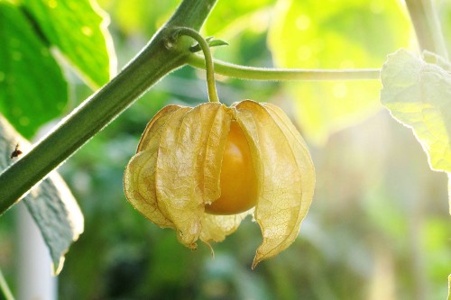 Golden berry growing on a tree in nature