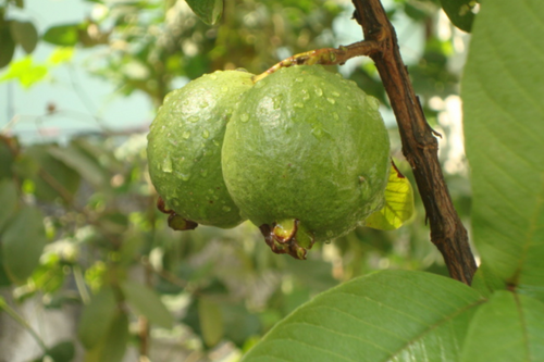 Guave growing on a tree in nature