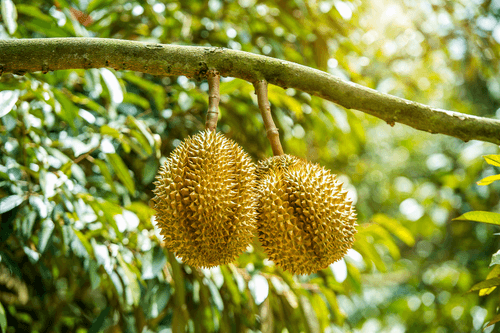 Durian tropical fruit growing on a tree in nature