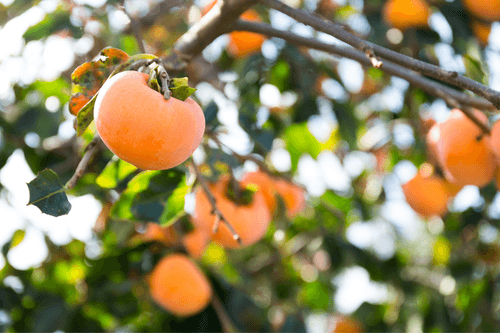 Persimmon hanging in tree