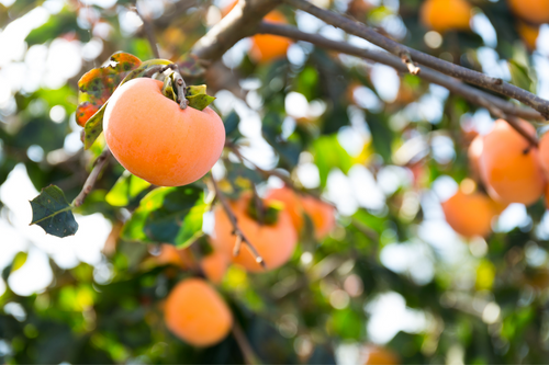 Persimmon growing on a tree in natre