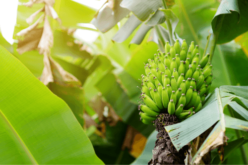 Tropial fruit baby banana hanging in tree