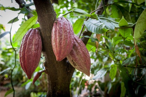 Cacao fruit growing on a tree in the jungle