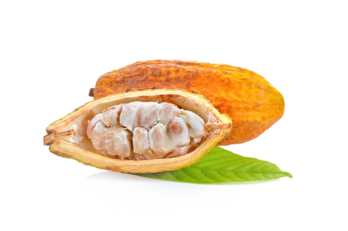 Cacao fruit with white background, tropical fruit