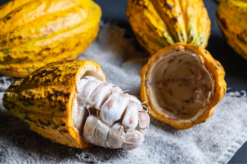 Half opened and whole cocoa fruits