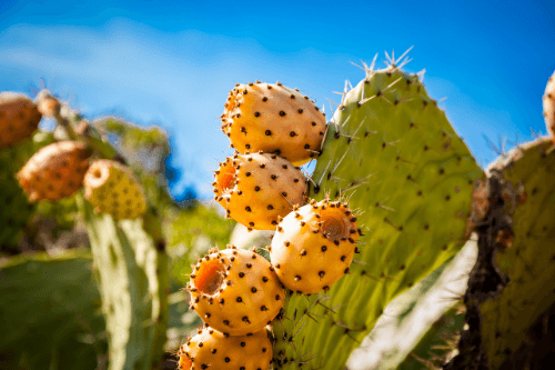 Prickly pears on a cactus