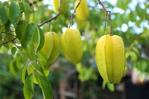 Star fruit growing on a tree outside