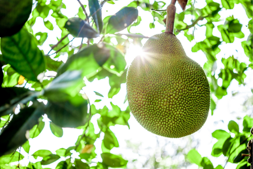 Jackfruit growing on a tree in nature