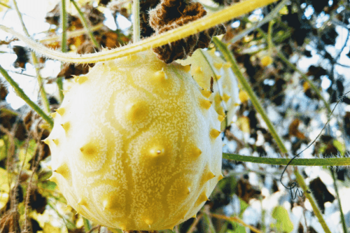 Tropical fruit Kiwano hanging on a tree