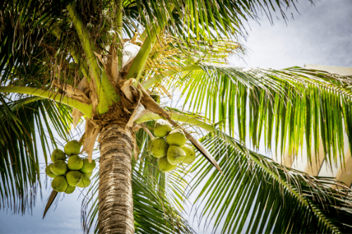 Coconuts growing on a palm tree in nature