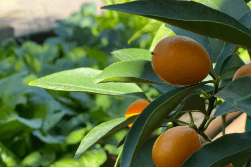 Kumquat fruit tropical growing on plant