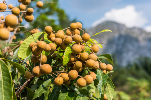 Growing longan on a tree in nature