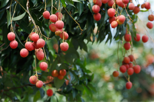 Lychee fruit growing on a tree in nature