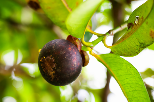 Mangosteen growing on a tree