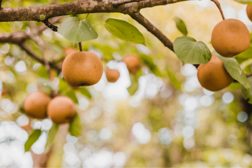 Asian Pear growing on a tree in nature