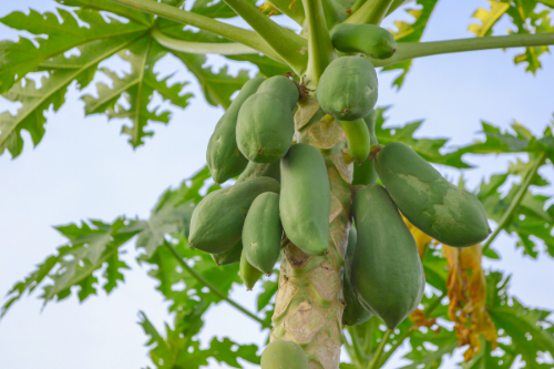 Papaya formosa growing on a tree in nature