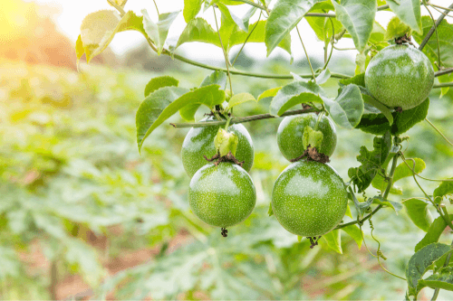 Passion fruit hanging in plant