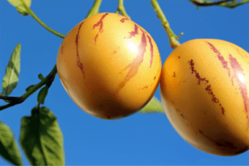 Pepino melon hanging in plant