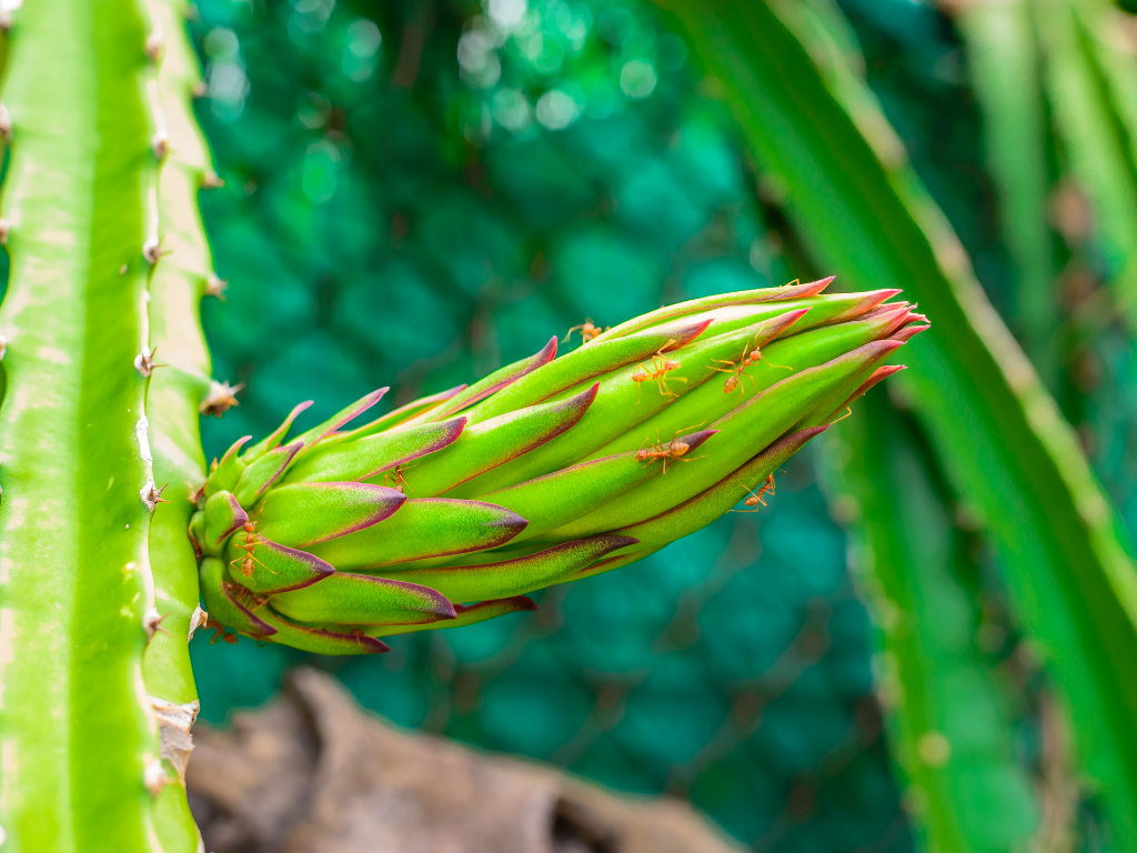 Growing yellow dragon fruit on a cactus