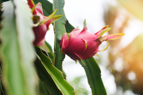 Purple dragon fruit growing on a cactus