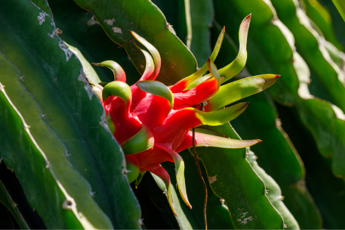 Dragon fruit growing on a cactus in the sun.