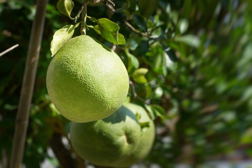 Pomelo fruit growing on a tree in nature