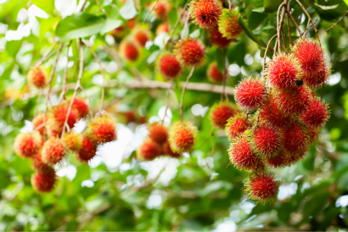 Rambutan growing on a tree in nature