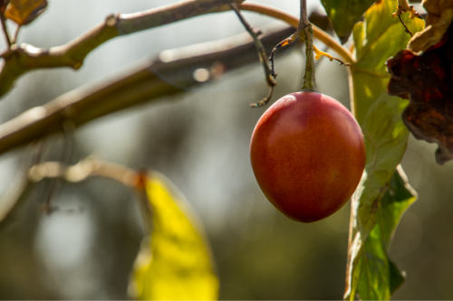 Tamarillo growing on a tree