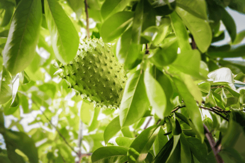 Soursop hanging in a tree