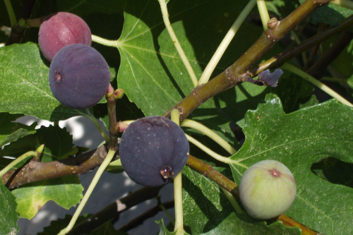 Fig fruit growing on a tree in nature