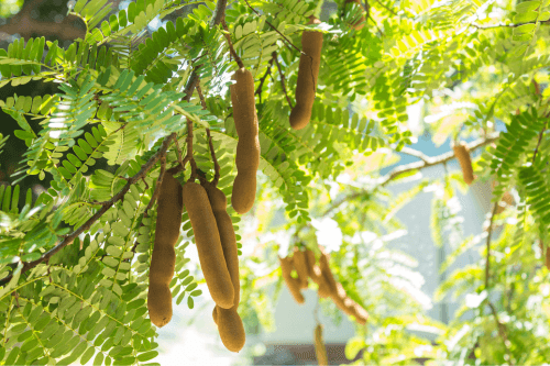 Tamarind Tropical Fruit hanging in tree