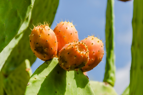 7 Fascinating Facts about Cactus Fruit 1