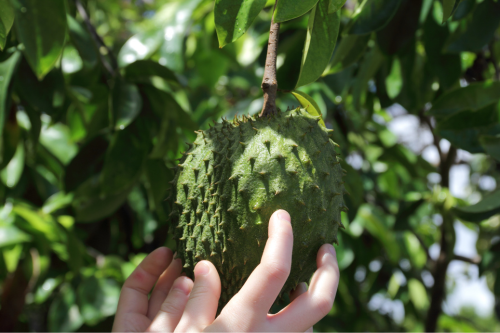 7. Tropical facts about Soursop (1)