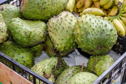 7. Tropical facts about Soursop