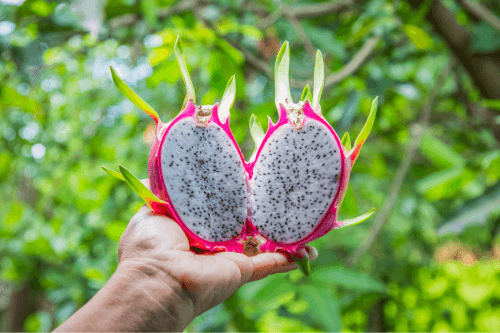 dragon fruit tropical fruit exotic fruit