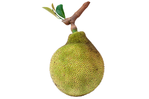 Jackfruit with white background, tropical fruit